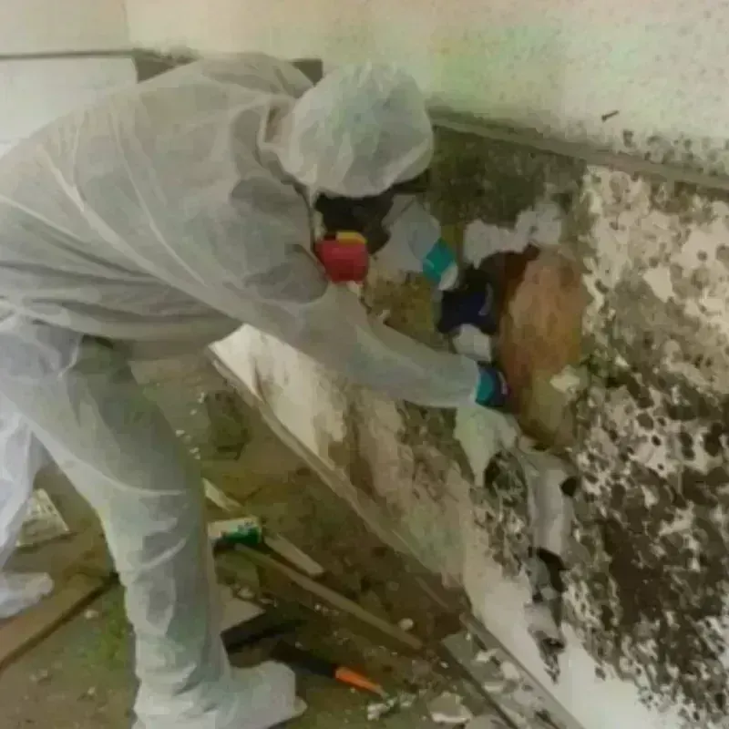 Best Mold Remediation and Removal Service in The Dalles, OR